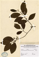 藏品(白粗糠仔)的圖片